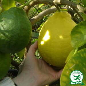   c y|e[Uz 1N ڂ |bgc ij[ܕtj ̖ c  ʎ k _k kc ʎc W{ kCE͑