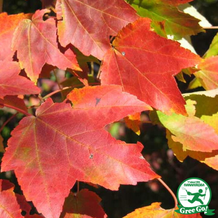 楽天市場 もみじ 苗木 アメリカハナノキ レッドサンセット 0 9m ポット苗 カエデ 楓 苗 販売 植木 庭木 シンボルツリー 紅葉 盆栽 雑木 落葉樹 高木 苗木の専門店 グリーンでｇｏ
