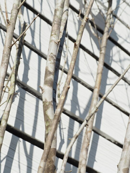 楽天市場 アオダモ 苗 アオダモ ポット苗 シンボルツリー 苗木 落葉樹 里山の木 自然派ガーデン 雑木 庭木 苗木の専門店 グリーンでｇｏ