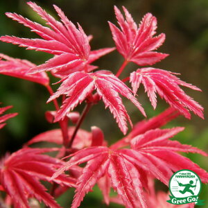  ݂ c y`VI~Wz 1.0m c ij[ܕtj  i  JGf  c ̔ A  V{c[ gt ~ G t  kCE͑