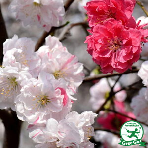 楽天市場 花木 庭木 植木 花木 桜 梅 桃 花桃 はなもも 源平桃 苗木の専門店 グリーンでｇｏ