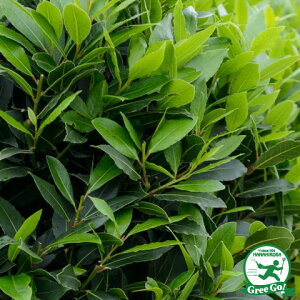 植木 盆栽 月桂樹 常緑樹の人気商品 通販 価格比較 価格 Com