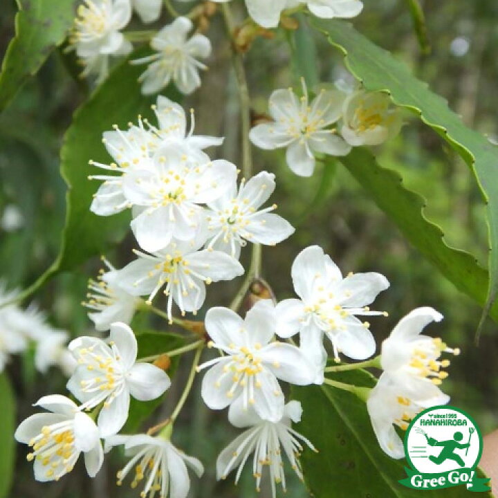 楽天市場 ハイノキ 苗 ハイノキ 株立ち 根巻き苗 灰の木 苗木 植木 花木 庭木 シンボルツリー 常緑樹 高木 苗木の専門店 グリーンでgo 楽天市場 ハイノキ 苗 ハイノキ 株立ち 根巻き苗 灰の木 苗木 植木 花木 庭木 シンボルツリー 常緑樹 高木 苗木の専門店 グリーンでgo