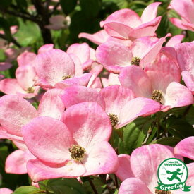 楽天市場 植木 植物の種類ハナミズキ ガーデニング 農業 花 ガーデン Diy の通販