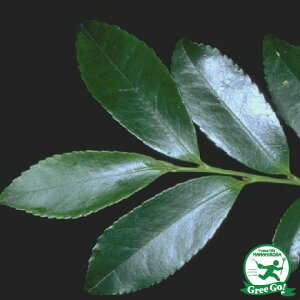 ◆送料無料◆ ヒサカキ 苗 【姫榊 (ひさかき)】 5号ポット苗 (ニーム小袋付き) 榊 びしゃこ 下草 苗木 植木 庭木 生垣 目隠し 神事 供花 常緑樹 高木 ※北海道・沖縄は送料無料適用外で