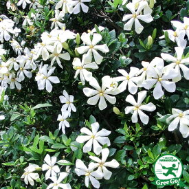 クチナシ 苗 【実がなる 一重咲き クチナシ】 根巻き苗 口無し 苗木 植木 花木 庭木 生垣 目隠し グランドカバー 常緑樹 低木