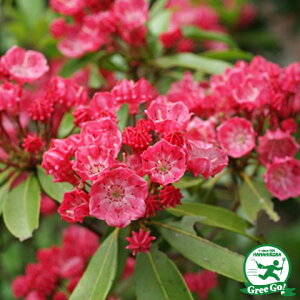 苗 苗 カルミアの人気商品 通販 価格比較 価格 Com