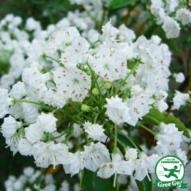 楽天市場 カルミア 花の通販