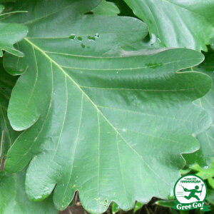  ̖ |bgc ij[ܕtjc  t ݂̗t JV kCE͑KpOłB