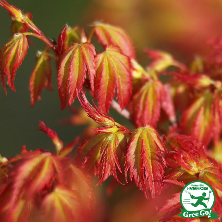 楽天市場 もみじ 苗木 桂モミジ かつらもみじ 約1 0m 大苗 カエデ 楓 苗 販売 植木 庭木 シンボルツリー 紅葉 盆栽 雑木 落葉樹 高木 桂もみじ 苗木の専門店 グリーンでｇｏ