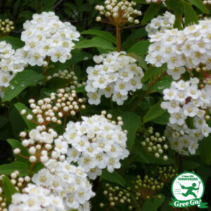 ◆送料無料◆ コデマリ 苗 【コデマリ】 5号ポット苗 (ニーム小袋付き) 小手毬 苗木 植木 花木 庭木 生垣 目隠し 落葉樹 低木 ※北海道・沖縄は送料無料適用外です。