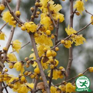 ������������ ���E�o�C �c �y�������E�o�C�i�܂񂰂낤�΂��j�z 1.0m �������c �i�j�[�����ܕt���j �X�~ �c�� �V���{���c���[ �ԕc ���� ��� �A�� �Ԗ� ���t�� ���k�C���E����͑�������