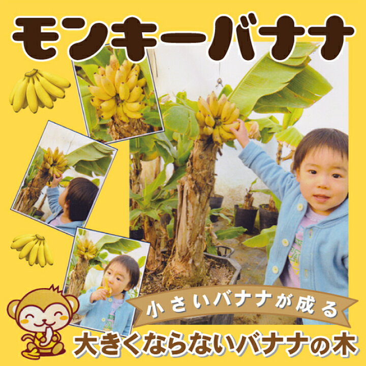 楽天市場】[楽天市場店【早期予約】限定価格]バナナ 苗 【矮性バナナ 