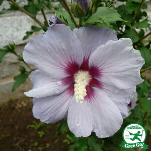 NQ c y ijz 5|bgc ؞ c  t V{c[