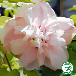  NQ c ysNfCgz 5|bgc ij[ܕtj ؞ c  t V{c[ kCE͑KpOłB