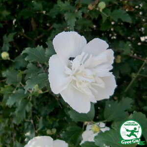 NQ c ydz 5|bgc ؞ c  t V{c[