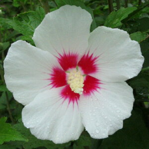 NQ c y@U ijz 5|bgc ؞ c  t V{c[