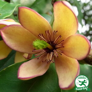 オガタマ 苗 【カラタネオガタマ (白花)】 約0.5m ポット苗 オガタマノキ 苗木 植木 花木 庭木 常緑樹 高木