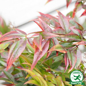 植木 盆栽 折鶴南天の人気商品 通販 価格比較 価格 Com