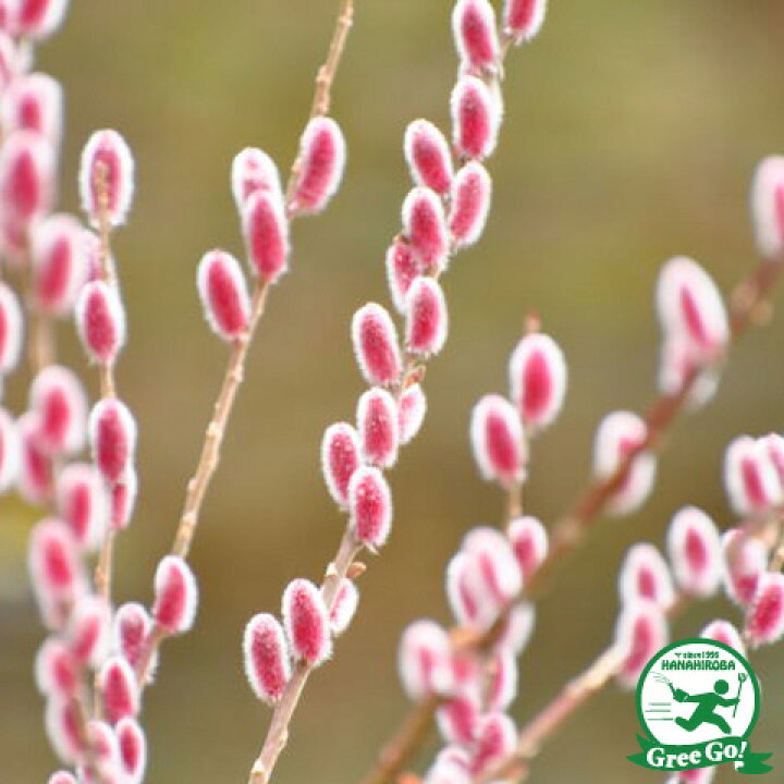 楽天市場 猫柳 苗 ピンクネコヤナギ 5号ポット苗 苗木 植木 花木 庭木 生垣 目隠し 落葉樹 低木 苗木の専門店 グリーンでgo 楽天市場 猫柳 苗 ピンクネコヤナギ 5号ポット苗 苗木 植木 花木 庭木 生垣 目隠し 落葉樹 低木 苗木の専門店 グリーンでgo