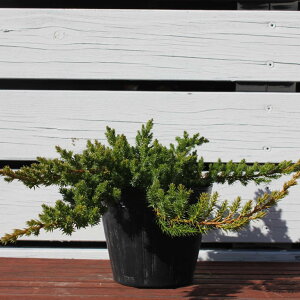 植木 盆栽 コニファー 針葉樹 植木 盆栽の人気商品 通販 価格比較 価格 Com 植木 盆栽 コニファー 針葉樹 植木 盆栽の人気商品 通販 価格比較 価格 Com