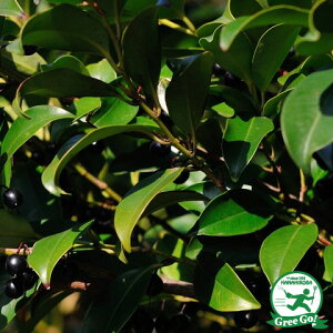   c y{ iق񂳂j _TJLz |bgc ij[ܕtj ͔| c A  _ ډB _ Ύ  kCE͑KpOłB