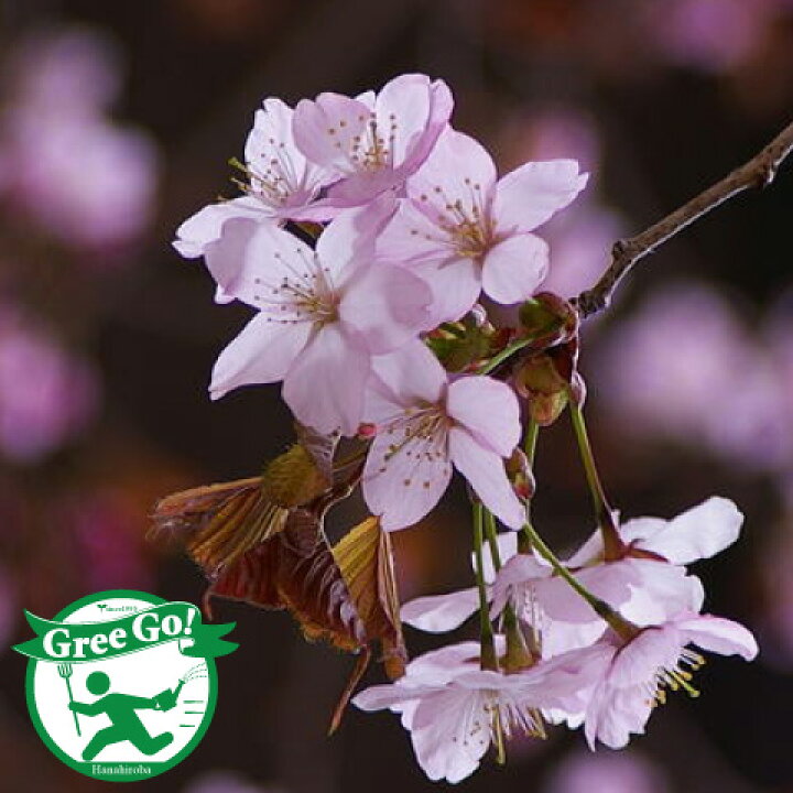 楽天市場 桜 苗木 しだれ桜 ほろよい桜 1年生 接ぎ木苗 桜の木 桜の苗木 植木 花木 庭木 シンボルツリー 記念樹 落葉樹 高木 苗木の専門店 グリーンでｇｏ