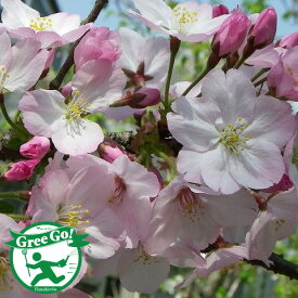 楽天市場 桜の木の通販