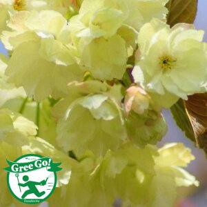 ������������ �� �c�� �y���d�� ���F ��������z 1�N�� �ڂ��ؕc �i�j�[�����ܕt���j �T���� ���̖� ���̕c�� �A�� �Ԗ� ��� �V���{���c���[ �L�O�� ���t�� ���� �E�ߍ� ���k�C���E����͑�