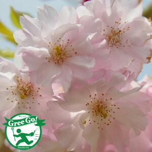 苗 しだれ桜の人気商品 通販 価格比較 価格 Com