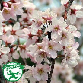 [楽天市場店限定価格] ◆グリGO!春の在庫一掃◆ 桜 苗木 【啓翁桜 （けいおうざくら）】 1年生 接ぎ木苗 桜の木 桜の苗木 植木 花木 庭木 シンボルツリー 記念樹 落葉樹 高木