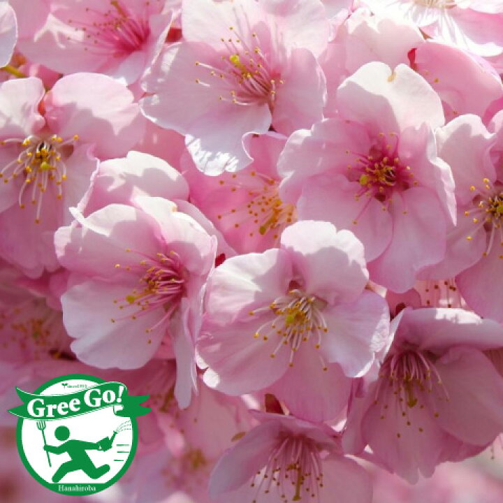 楽天市場 桜 苗木 河津桜 かわづざくら 3年生 接ぎ木苗 桜の木 桜の苗木 植木 花木 庭木 シンボルツリー 記念樹 落葉樹 高木 苗木の専門店 グリーンでｇｏ