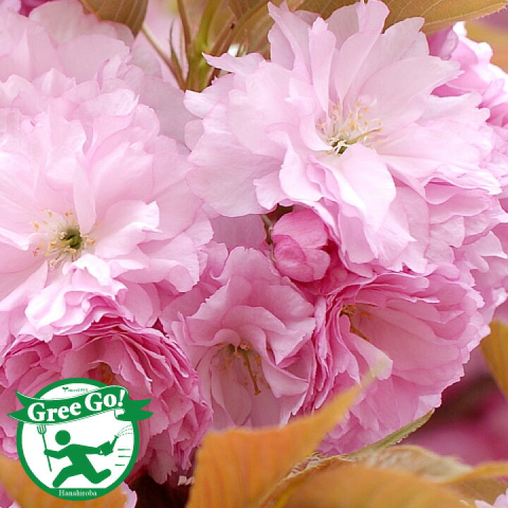 73 Off 桜 苗木 2年生 接ぎ木 大苗 桜の木 桜の苗木 植木 花木 庭木 シンボルツリー 記念樹 落葉樹 高木 Qdtek Vn