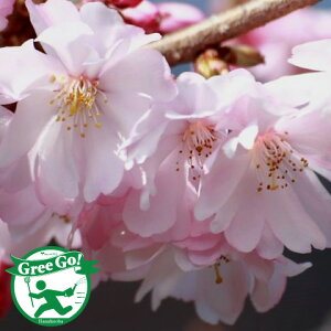 �� �c�� �y���d�� �\�����z 1�N�� �ڂ��ؕc ���̖� ���̕c�� �A�� �Ԗ� ��� �V���{���c���[ �L�O�� ���t�� ����