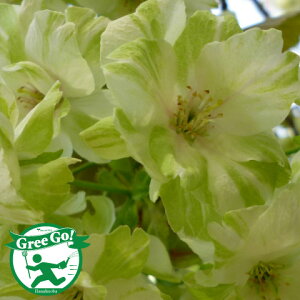   c yd ߉ i傢jz 1N ڂؕc ij[ܕtj ̖ ̕c A Ԗ  V{c[ LO t  kCE͑