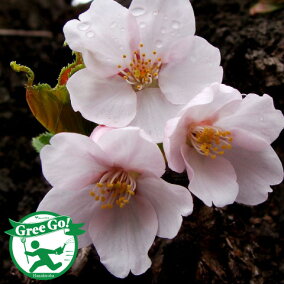 楽天市場 植木 カラー レッド 種類 植物 コニファー 人気ランキング161位 売れ筋商品