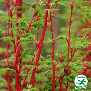 ݂ c yXt i񂲂jz 1.0m c JGf  c ̔ A  V{c[ gt ~ G t 