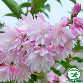 楽天市場 ウツギ ピンクの通販