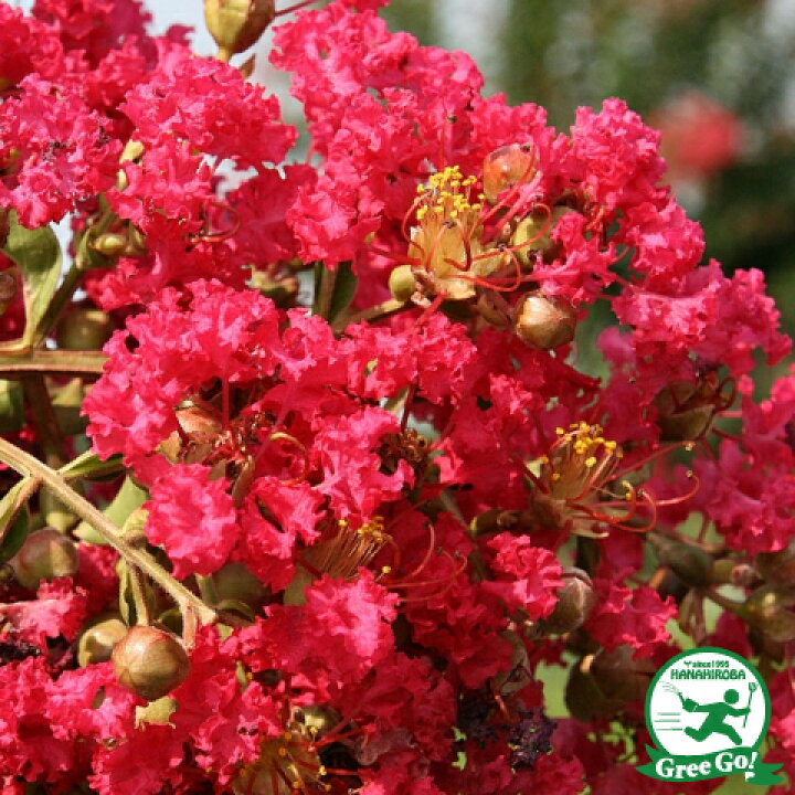 楽天市場 サルスベリ 苗 サルスベリ 赤 5号ポット苗 百日紅 苗木 植木 花木 庭木 シンボルツリー 落葉樹 高木 苗木の専門店 グリーンでｇｏ
