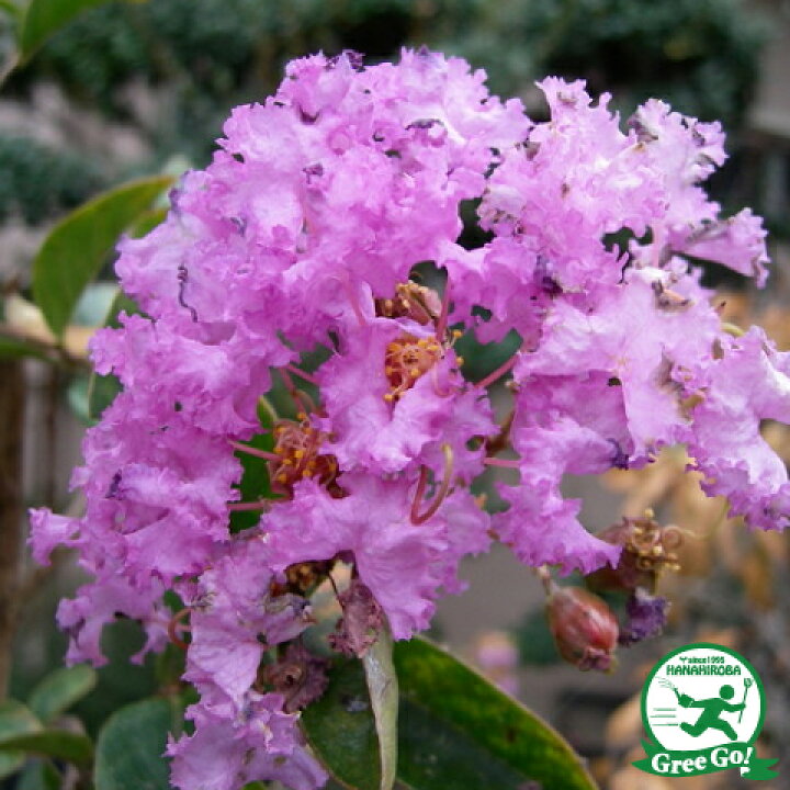 楽天市場 サルスベリ 苗 サルスベリ 紫 5号ポット苗 百日紅 苗木 植木 花木 庭木 シンボルツリー 落葉樹 高木 苗木の専門店 グリーンでgo 楽天市場 サルスベリ 苗 サルスベリ 紫 5号ポット苗 百日紅 苗木 植木 花木 庭木 シンボルツリー 落葉樹 高木 苗木の専門店 グリーンでgo