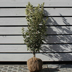 qCM c yV}qCMz c A c  Ύ OhJo[  _