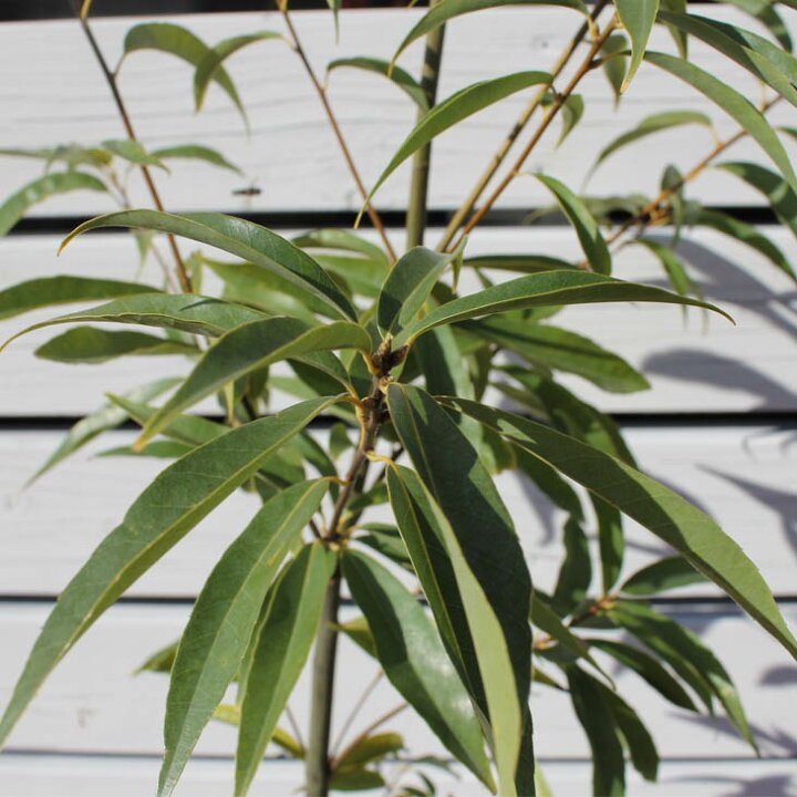 楽天市場 送料無料 シラカシ 苗 樫の木 シラカシ 5号ポット苗 ニーム小袋付き 白樫 かしの木 苗木 どんぐり の き 植木 庭木 生垣 目隠し 防風林 常緑樹 高木 北海道 沖縄は送料無料適用外です 苗木の専門店 グリーンでgo 楽天市場 送料無料 シラカシ 苗 樫の木 シラカシ 5号ポット苗 ニーム小袋付き 白樫 かしの木 苗木 どんぐり の き 植木 庭木 生垣 目隠し 防風林 常緑樹 高木 北海道 沖縄は送料無料適用外です 苗木の専門店 グリーンでgo