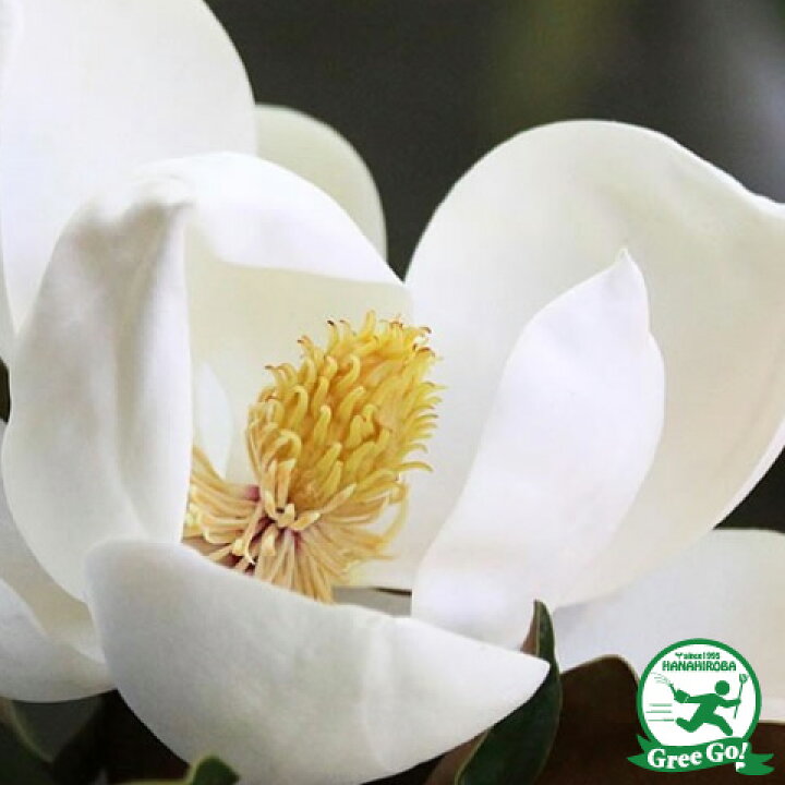 楽天市場】タイサンボク 苗 【リトルジェム （矮性）】 幼苗 泰山木 
