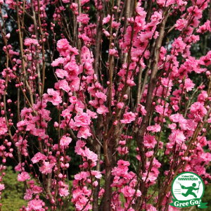 楽天市場 花木 庭木 植木 花木 桜 梅 桃 花桃 はなもも 照手桃 ピンク花 苗木の専門店 グリーンでｇｏ