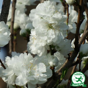 楽天市場 花木 庭木 植木 花木 桜 梅 桃 花桃 はなもも 照手桃 白花 苗木の専門店 グリーンでｇｏ