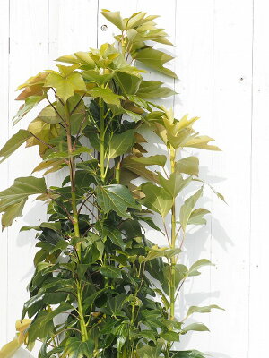 楽天市場 花木 庭木 植木 庭木 生垣 目隠し カクレミノ 苗木の専門店 グリーンでｇｏ