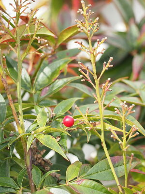 楽天市場 南天 苗 折鶴南天 おりづるなんてん 根巻き苗 苗木 植木 庭木 生垣 目隠し グランドカバー 紅葉 雑木 常緑樹 中木 苗木の専門店 グリーンでｇｏ