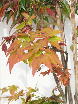 楽天市場 南天 苗 折鶴南天 おりづるなんてん 根巻き苗 苗木 植木 庭木 生垣 目隠し グランドカバー 紅葉 雑木 常緑樹 中木 苗木の専門店 グリーンでｇｏ