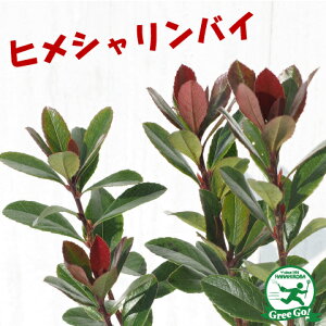 楽天市場 花木 庭木 植木 庭木 Tall Tree 立木 シャリンバイ 苗木の専門店 グリーンでｇｏ