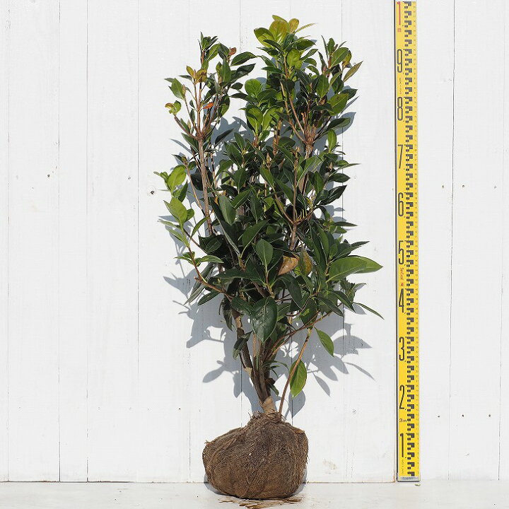 楽天市場 ツツジ 苗木 販売 ドウダンツツジ ピンクシャンデリア 約0 9m根巻き苗 ホンコンドウダンツツジ ツツジ さつき 苗 植木 花木 庭木 シンボルツリー 紅葉 雑木 落葉樹 中木 苗木の専門店 グリーンでｇｏ